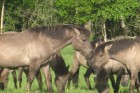 Latvia - Wild horses in the Pape Nature Park