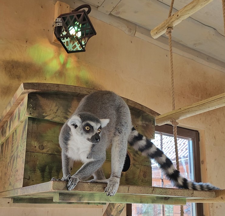 «Rakšu» brīvdabas ZOO tagad piedāvā lemurus un ķengurus 358546