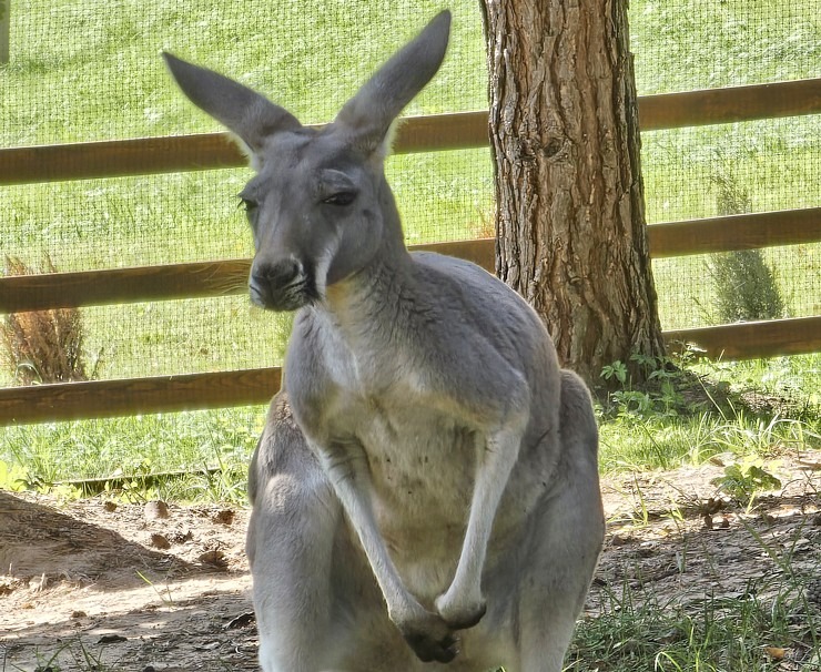 «Rakšu» brīvdabas ZOO tagad piedāvā lemurus un ķengurus 358552