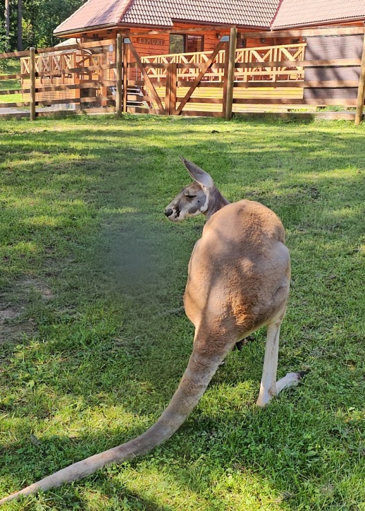 «Rakšu» brīvdabas ZOO tagad piedāvā lemurus un ķengurus 358555