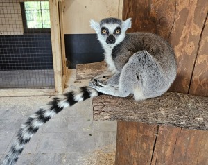 «Rakšu» brīvdabas ZOO tagad piedāvā lemurus un ķengurus 11