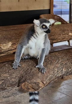 «Rakšu» brīvdabas ZOO tagad piedāvā lemurus un ķengurus 13