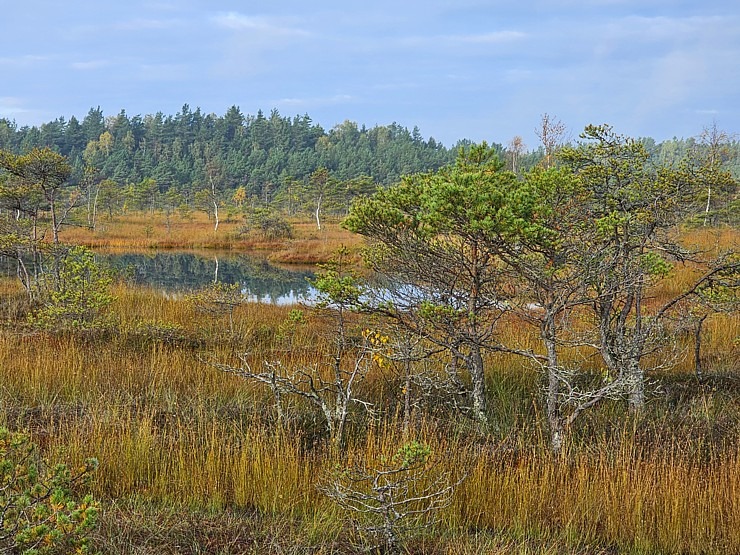 Rīta pārgājiens ar purva kurpēm pa Lielo Ķemeru tīreli. Sadarbībā ar VisitJurmala.lv  Rīta pārgājiens ar purva kurpēm pa Lielo Ķemeru tīreli. Sadarbībā ar VisitJurmala.lv 378889