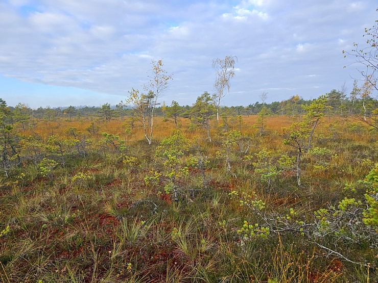 Rīta pārgājiens ar purva kurpēm pa Lielo Ķemeru tīreli. Sadarbībā ar VisitJurmala.lv  Rīta pārgājiens ar purva kurpēm pa Lielo Ķemeru tīreli. Sadarbībā ar VisitJurmala.lv 378892