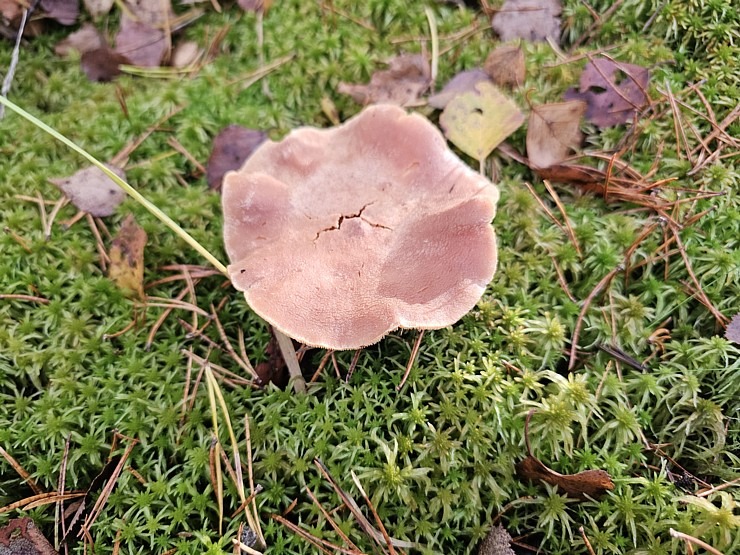 Rīta pārgājiens ar purva kurpēm pa Lielo Ķemeru tīreli. Sadarbībā ar VisitJurmala.lv  Rīta pārgājiens ar purva kurpēm pa Lielo Ķemeru tīreli. Sadarbībā ar VisitJurmala.lv 378903