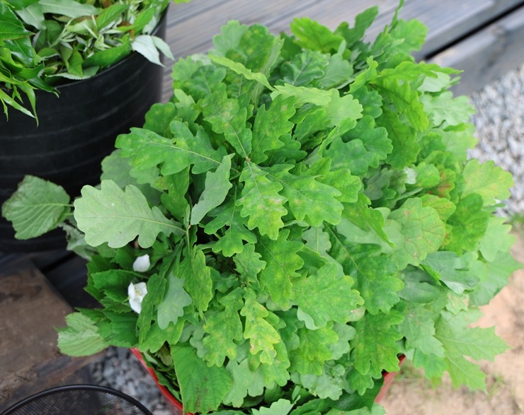 Latvju pirts un spa asociācija Baldones «Mežapuķu» pirtī rīko karstas mediju dienas. Foto: sadarbībā ar Europcar Latvia 395118