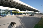 Kerkiras lidosta, kur arī sastopami draudzīgie suņi brīvsolī 22