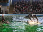 Delfinārijā pavisam dzīvo 8 delfīni, kas ar šoviem priecē apmeklētājus 4