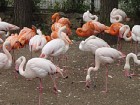 Kā ierasts Rīgas Zooloģiskais dārza apskate sākas ar spilgtajām flamingo krāsām 1