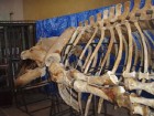 Ziloņu tukšajā mītnē iemājojis Latvijas krastā izskalotā vaļa skelets. 6