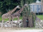 Zooloģiskā dārza lepnums - trīs Rotšilda žirafes no Centrālāfrikas 9