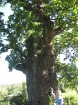 Turbu dižozols (lielākais ozols Ogres rajonā un otrais augstākais Latvijā, 800 gadus vecs) 9