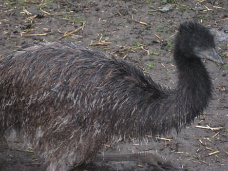 Emu mazulis 26714