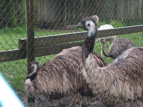 Nandu un emu 26716