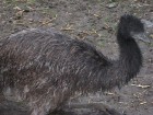 Emu mazulis 9