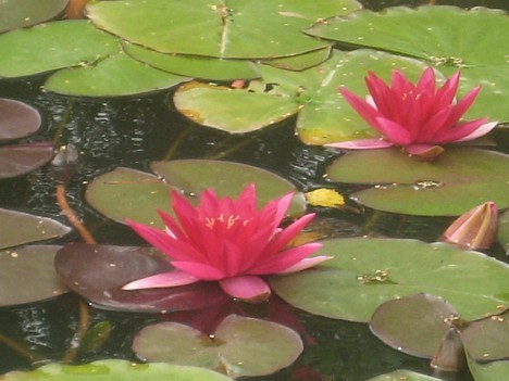 Parka ūdenstilpnēs skaisti zied dažādu krāsu ūdensrozes. Sīkāka informācija: www.laumas.lv 26784
