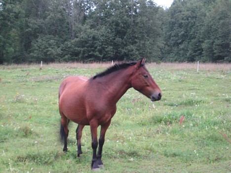 Igaunijas zirgs 26858