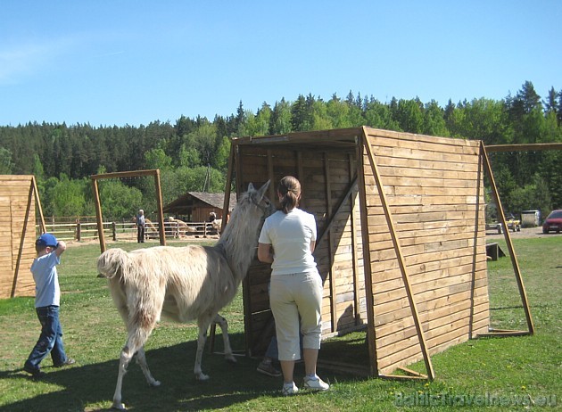 Lamas īpaši ar paklausību neizceļas, jo vēl ir jaunas un grib draiskoties 34068