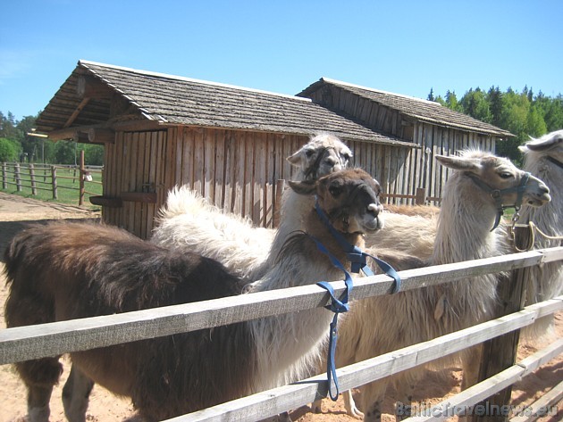 Lamas pacietīgi gaida saimniekus un draugus, kuri izvedīs tās pastaigā 34069