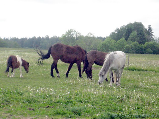 Līdzās esošajās pļavās ganās arī zirgi un poniji 35160