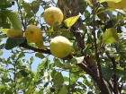 Noplūkt svaigu citronu no paša koka ir viennozīmīgi tīrā bauda. Pavisam drīz gatavas būs arī olīvas un granātāboli 13