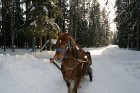 Lahemā nacionālais parks ir dibināts 1971.gadā un tā kopējā teritorija aizņem 725 km² (ieskaitot 250,9 km² jūrā) 4