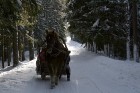 Brauciens caur sniegotajiem mežiem šķiet pasakains 7