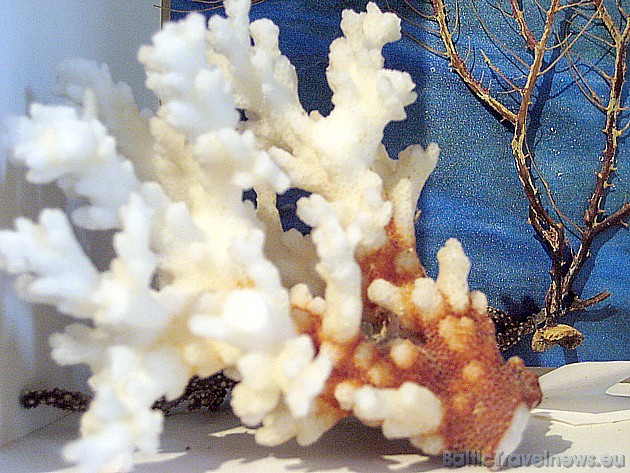 Kolekcijā ietilpst arī dažādi koraļļi 43776