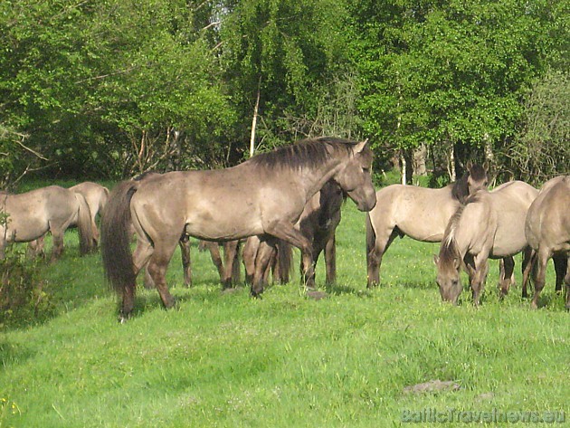 Papes ezera austrumu krastā jau kopš 1999. gada ganās Latvijā pirmie savvaļas zirgi 44718