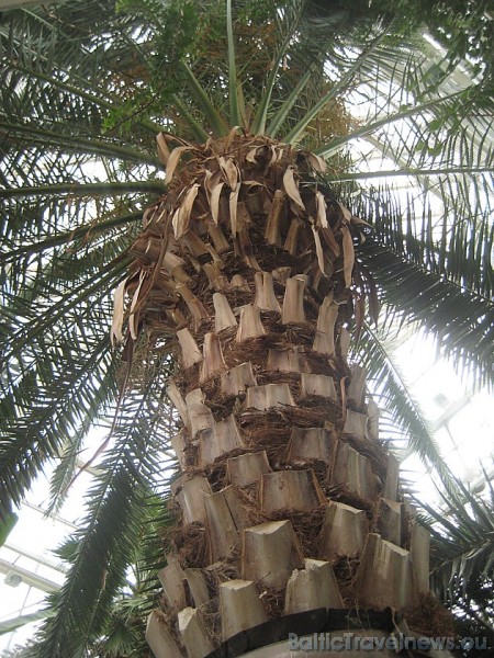 Slavenākā palma ir no 1930. gadā zemē iebāztas sēkliņas izaugusi milzu Kanāriju salu palma 45662