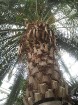 Slavenākā palma ir no 1930. gadā zemē iebāztas sēkliņas izaugusi milzu Kanāriju salu palma 4