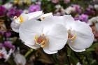 Botāniskā dārzā var apskatīt arī plašu orhideju kolekciju 16