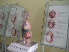 Sievietes - grūtnieces modelis parāda cilvēka orgānu izmaiņas un pozīciju maiņu 8