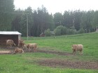 Parka lielākie dzīvnieki - Skotijas govis 5