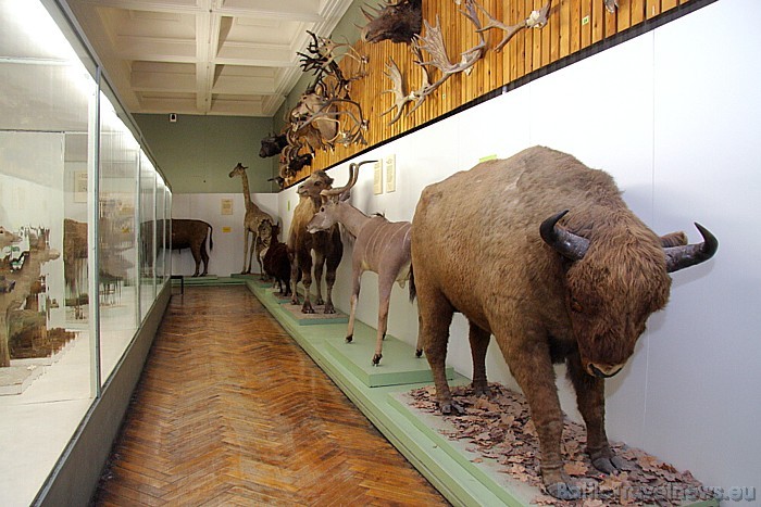 Tartu Universitātes Dabas muzejs apvieno sevī zooloģijas un ģeoloģijas muzeju, kā arī botānikas un mikoloģijas muzeju 47073
