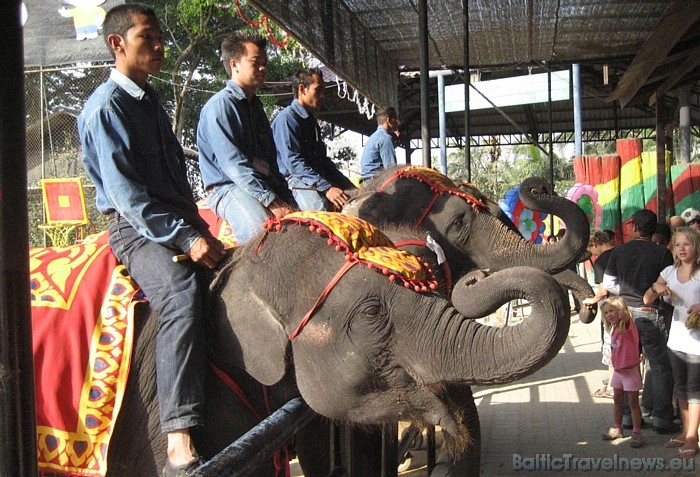 Izjādes ar labāko visurgājēju – ziloni - pieejamas arī tūristiem 47633