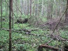 Meža dabiskā vide 18