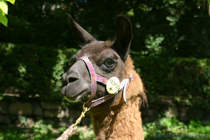 Lamu tēviņš Horsts mīt Dienvidamerikas sektorā
Foto: Zoo Leipzig 48614