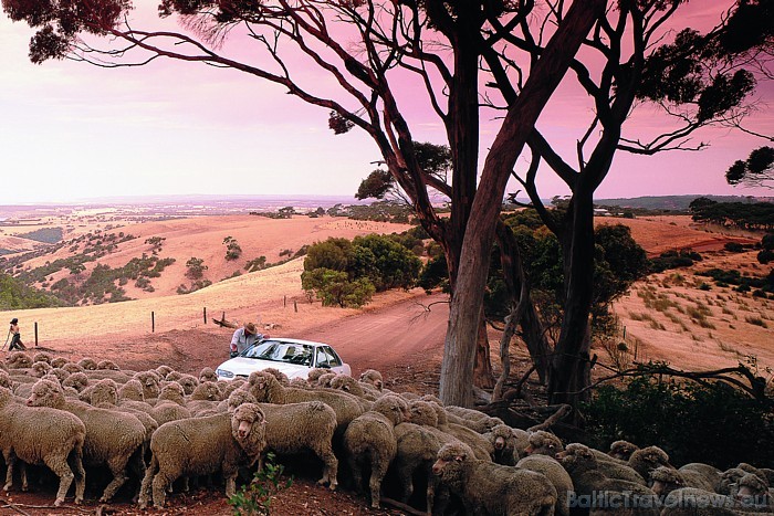 Ceļotājus bieži pārsteidz Austrālijas plašums - tur dažviet atrodamas fermas, kuru teritorija ir lielāka par kādu mazu Eiropas valstiņu 
Foto: SATC 49401