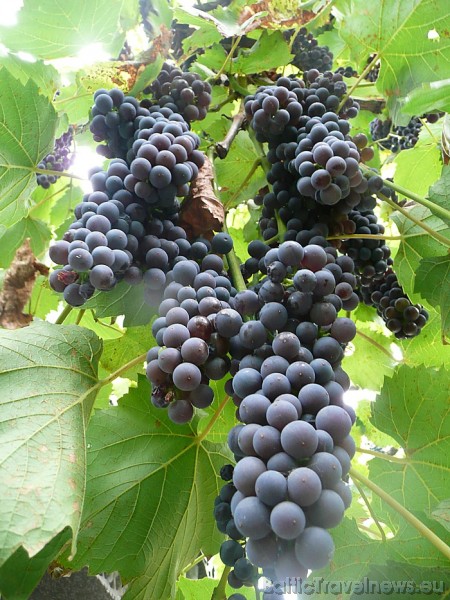 Moldāvijas vīnogu raža 50275
