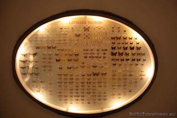 Muzejā apskatāma Latvijas tauriņu kolekcija 51550