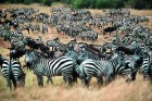 Lielajā dzīvnieku migrācijā katru gadu Masai Mara nacionālajā parkā var novērot, kā simtiem tūkstošu zebru un gnu šķērso Maras upi, lai savannā samekl 13