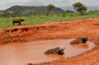 Daudzi tūristi uz Keniju dodas, lai dzīvē redzētu savvaļas dzīvniekus
Foto: Telegraf, Gaida Matisone 12