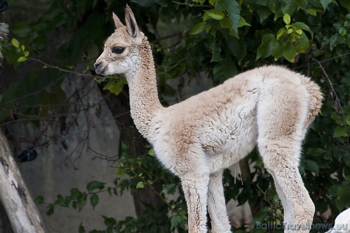 Cīrihes zoo aizņem septiņu hektāru plašu teritoriju
Foto: Zoo Zürich, Karsten Blum 54541