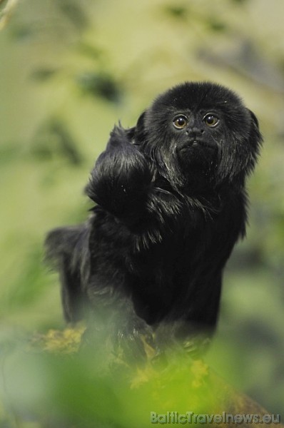 Apmeklētājiem zoodārzā tiek piedāvātas dažādas interesantas ekskursijas zoodārza eksperu pavadībā
Foto: Zoo Zürich, Robert Zingg 54544