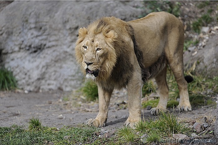 Zoodārzs apskatāms arī ziemā
Foto: Zoo Zürich, Edi Day 54546