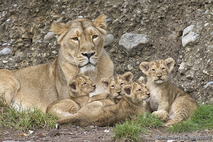 Zoodārzu regulāri apmeklē gan skolasbērni, gan tūristi
Foto: Zoo Zürich, Enzo Franchini 54553