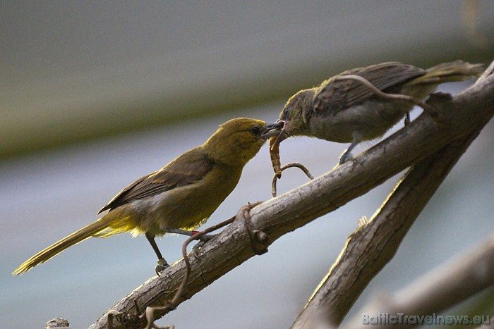 Ģimenes biļete (2 pieaugušie, viens bērns no 6 līdz 16 gadiem) - 46 eiro
Foto: Zoo Zürich, Martin Bucher 54555