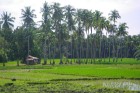 Tipiska  ainava - filipīniešu rīsu lauki
Foto: Irīna Klapere, Relaks Tūres gids 6