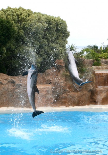 Loro parka delfinārijs ir viens no lielākajiem delfinārijiem Eiropā 63485